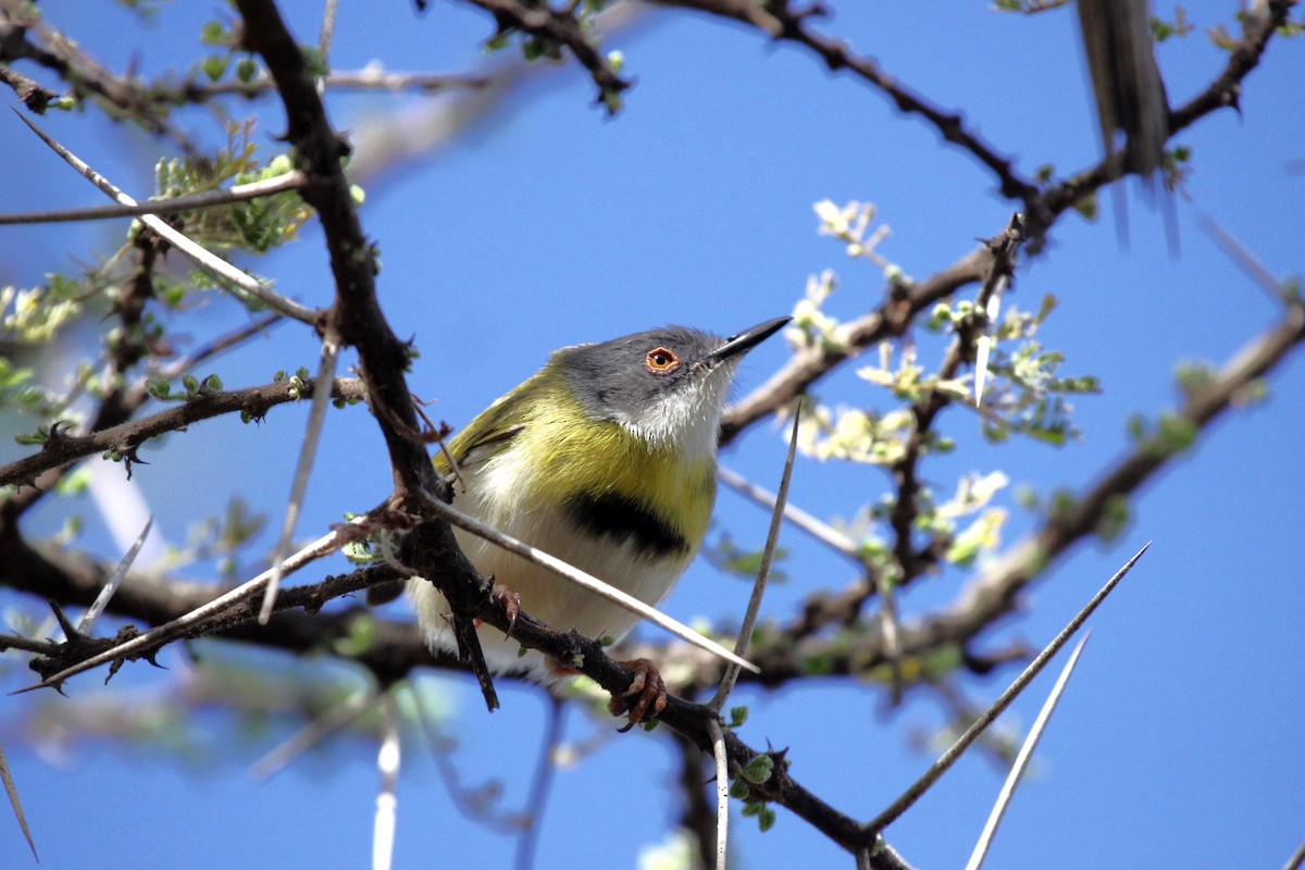 Yellow-breasted Apalis - ML615857935