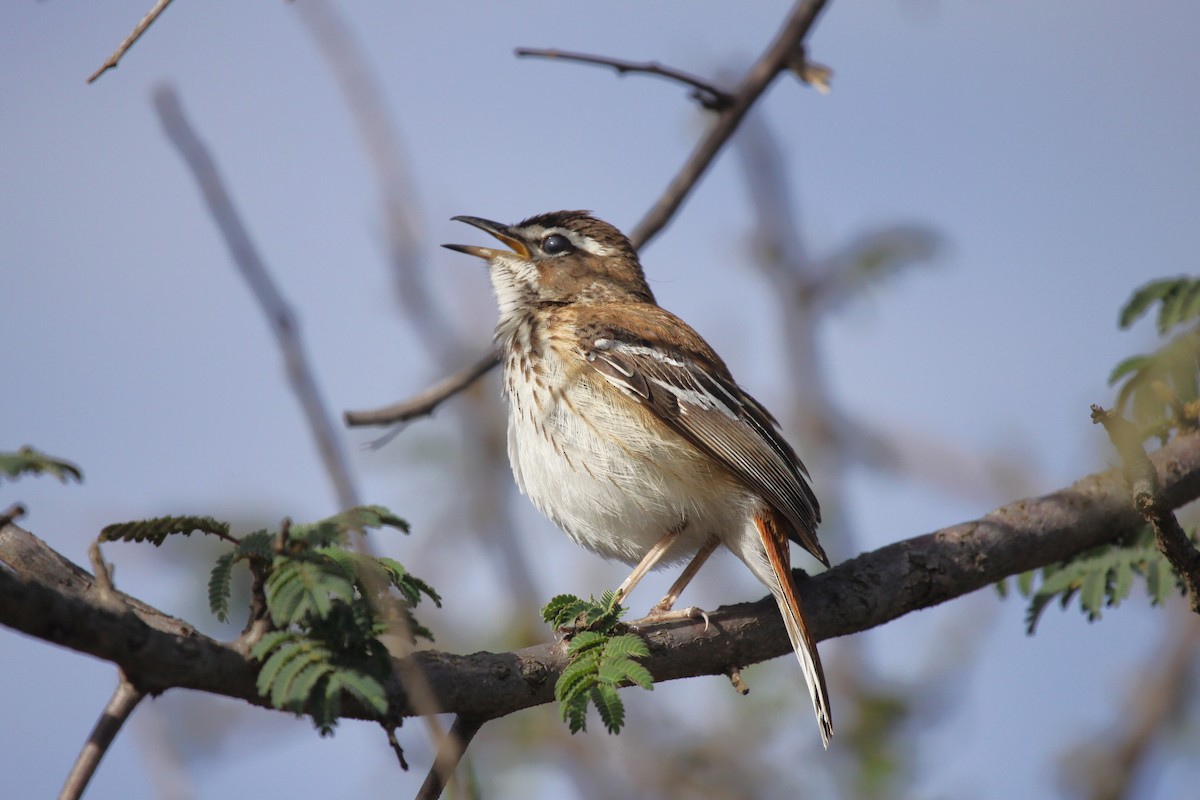 Brown-backed Scrub-Robin - Rüdiger Reitz