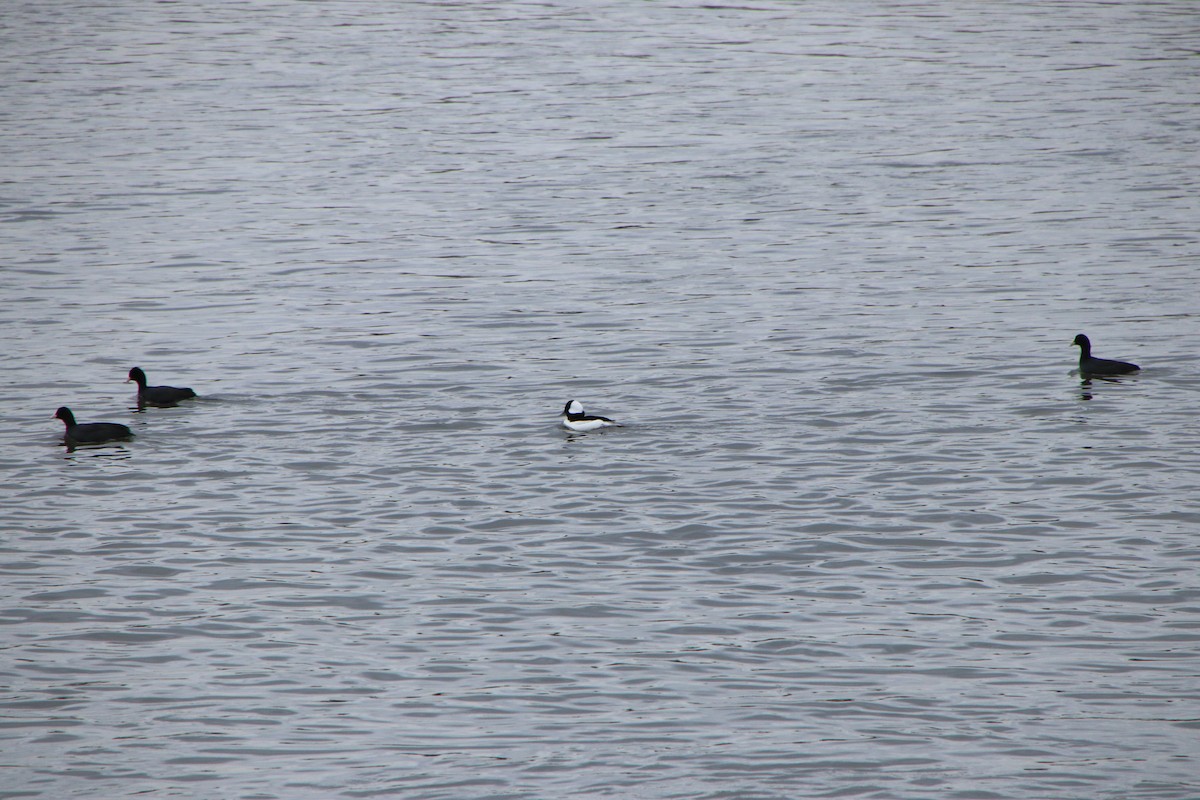 Гоголь малий - ML615857942