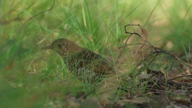 Bassian Thrush - ML615857980