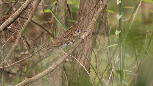 Bassian Thrush - ML615857982