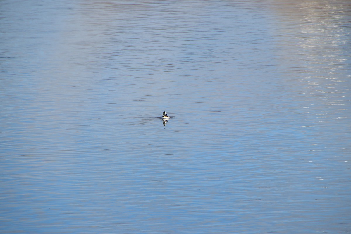 Bufflehead - ML615857998