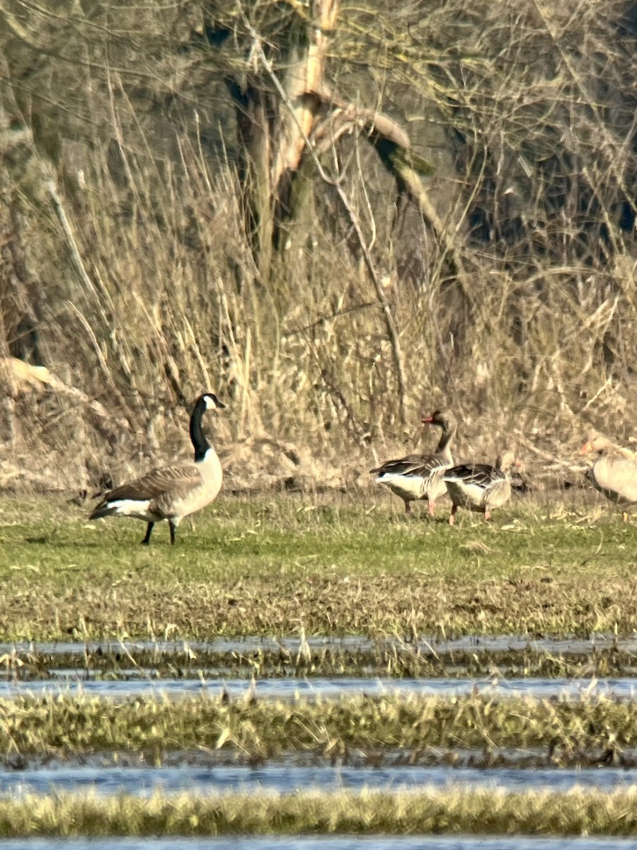 Canada Goose - Marharyta Lukyanava