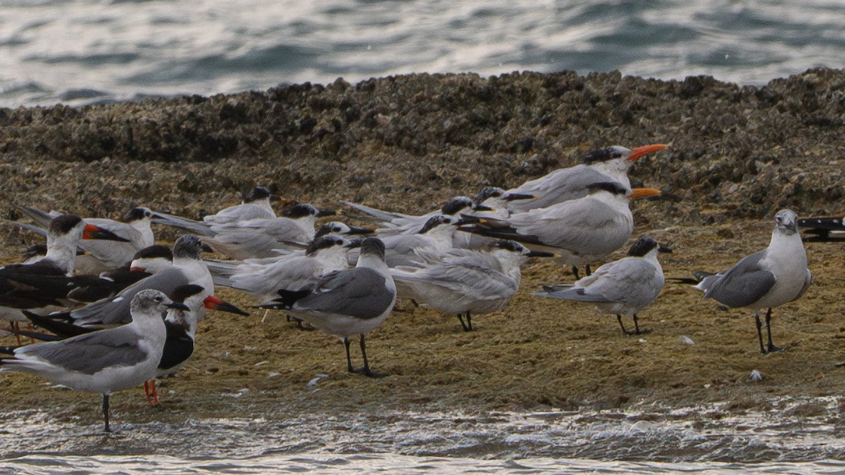 Sandwich Tern - ML615858002