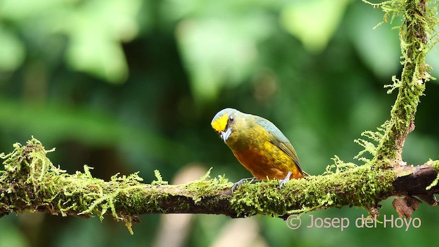 Olive-backed Euphonia - ML615858005