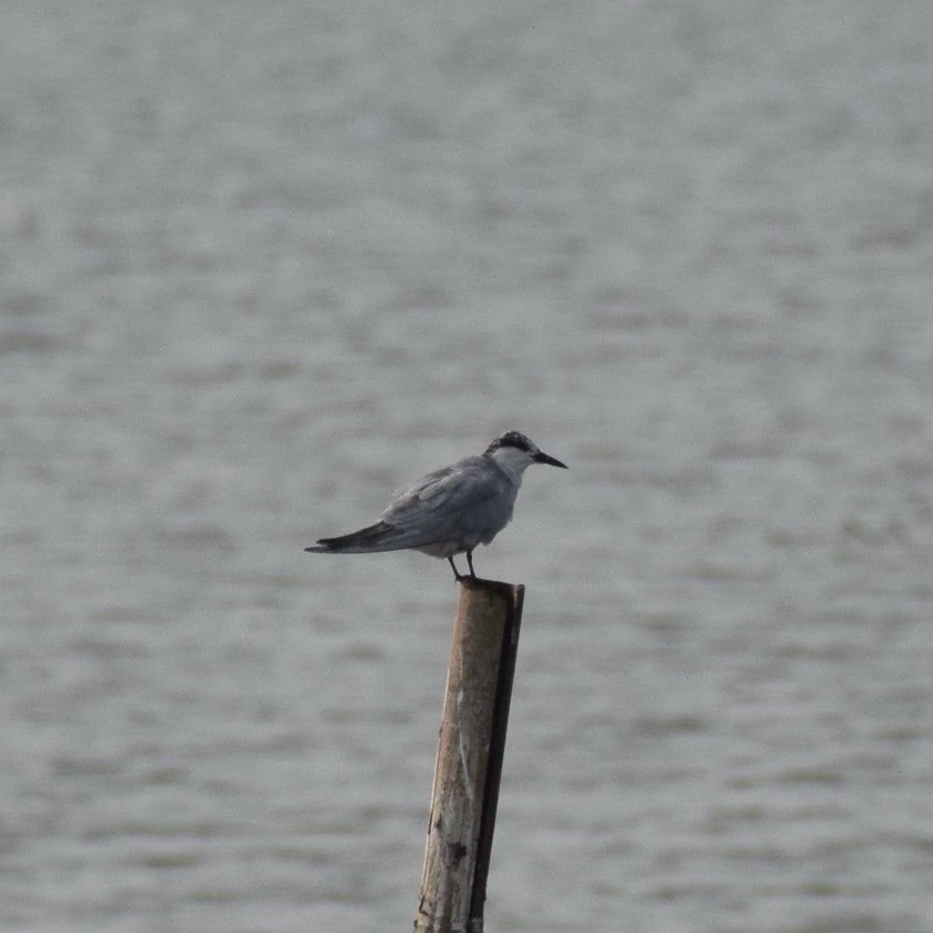 Whiskered Tern - ML615858111