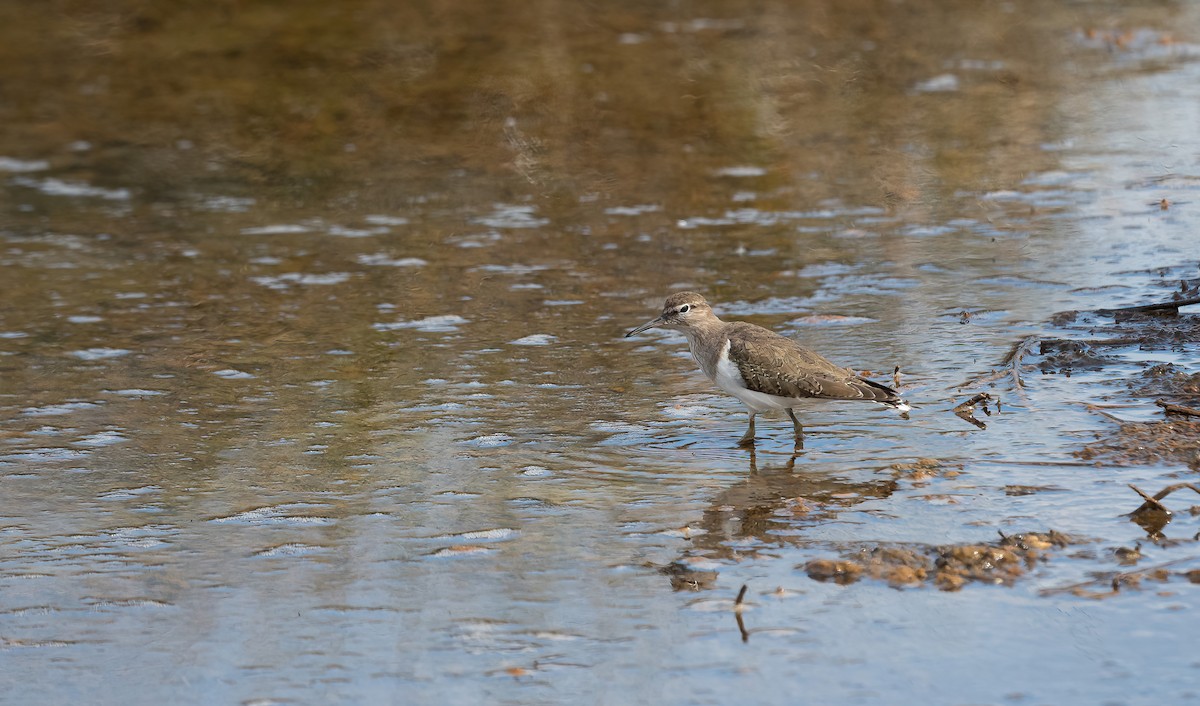 Common Sandpiper - Éric Francois Roualet