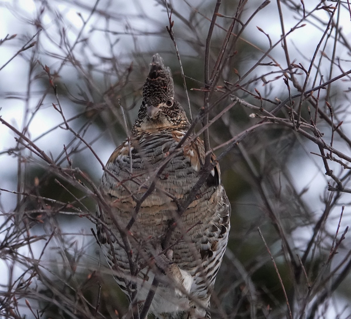 Ruffed Grouse - ML615858336