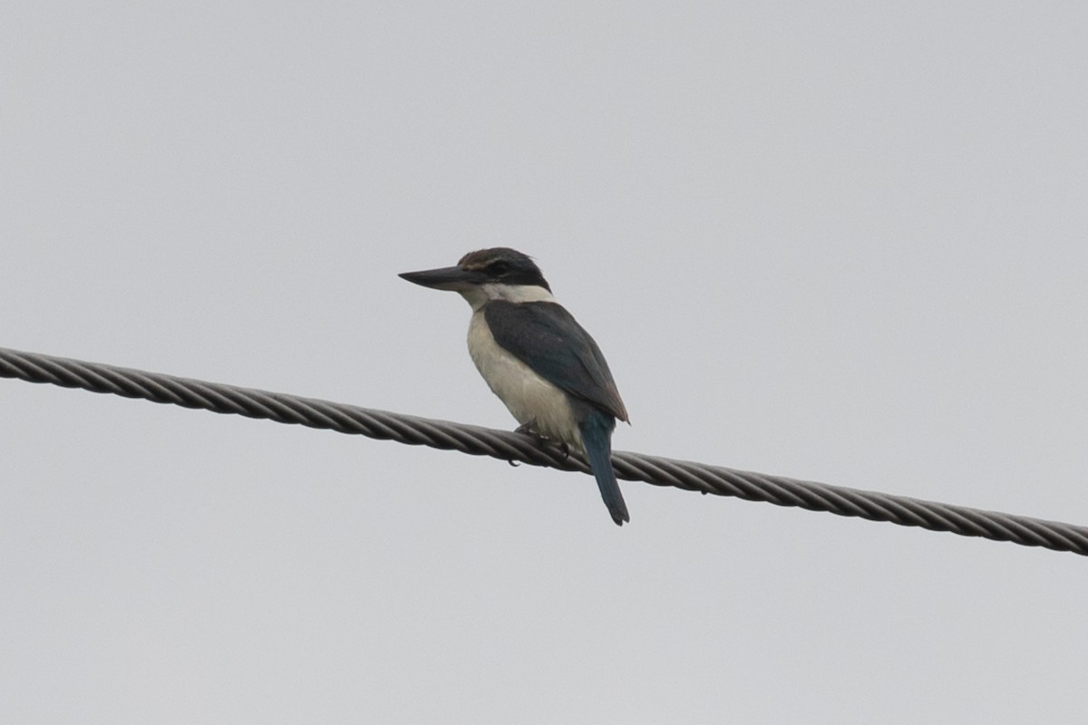 Sacred Kingfisher (Australasian) - ML615858352