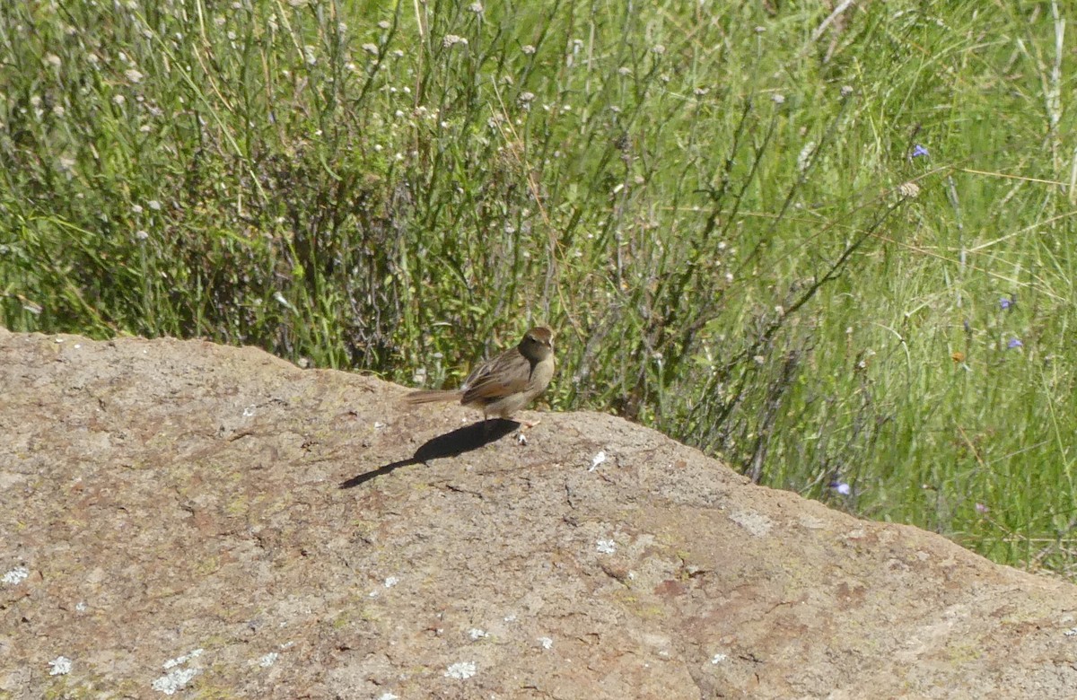 Levaillant's Cisticola - Guy RUFRAY