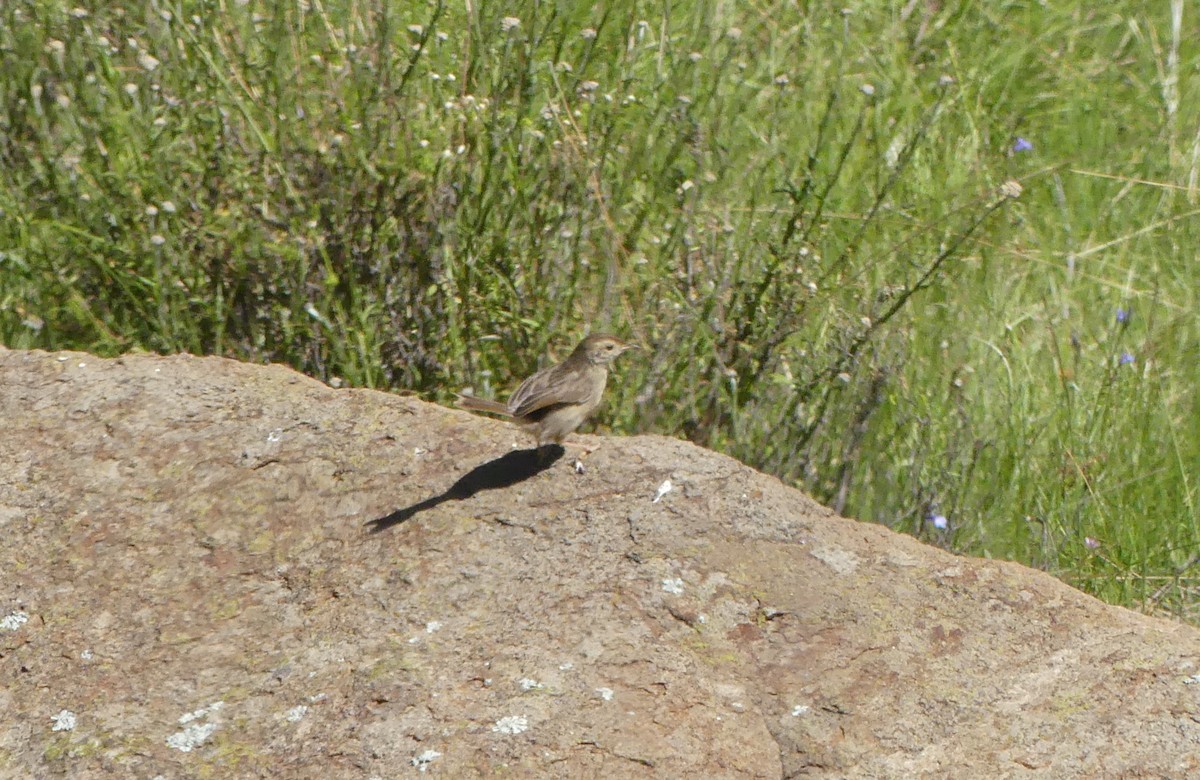 Levaillant's Cisticola - ML615858372