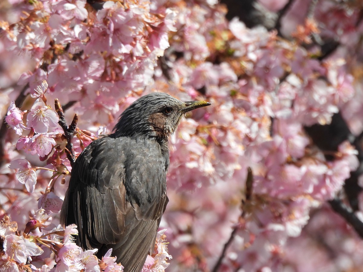 Bulbul à oreillons bruns - ML615858377