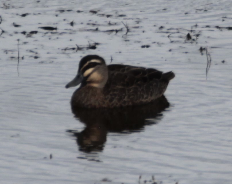 Pacific Black Duck - Phil Smith