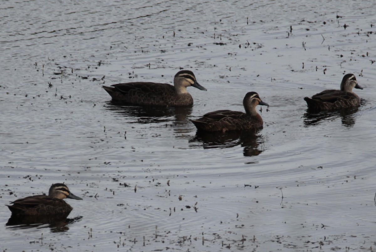 Canard à sourcils - ML615858432