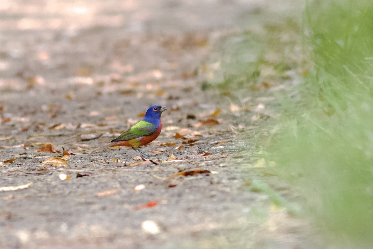 Painted Bunting - ML615858454