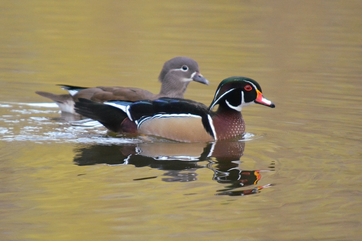 Wood Duck - ML615858595