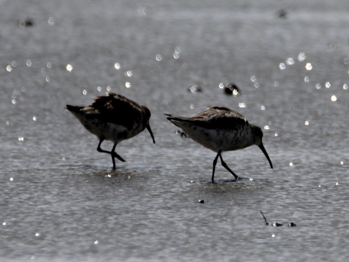 Curlew Sandpiper - ML615858609