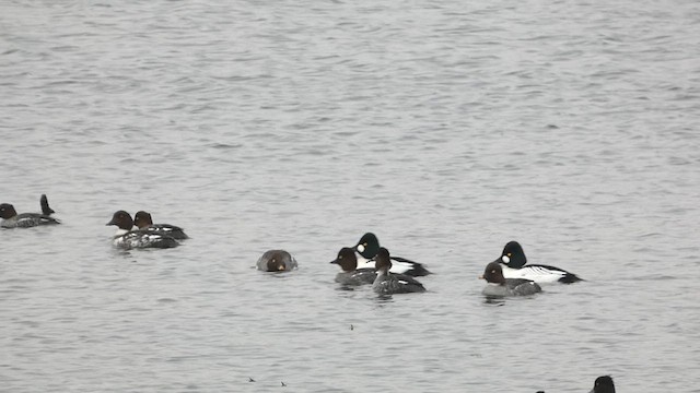 Common Goldeneye - ML615858616