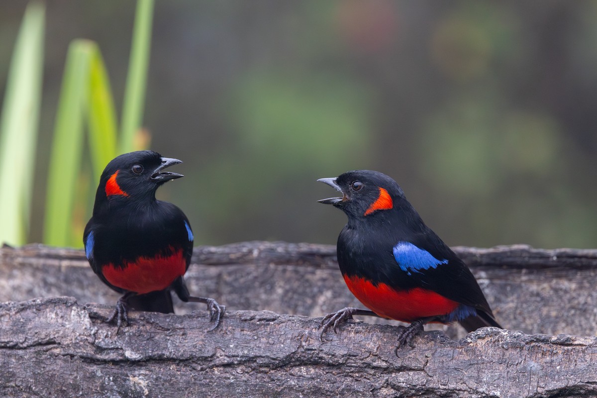 Scarlet-bellied Mountain Tanager (Scarlet-bellied) - Yann Muzika