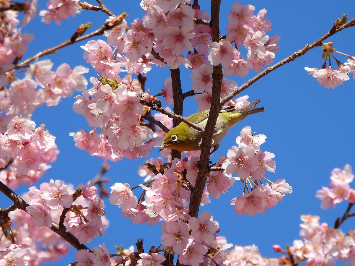 Warbling White-eye - ML615858637