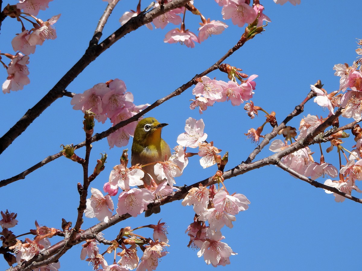 Warbling White-eye - ML615858640