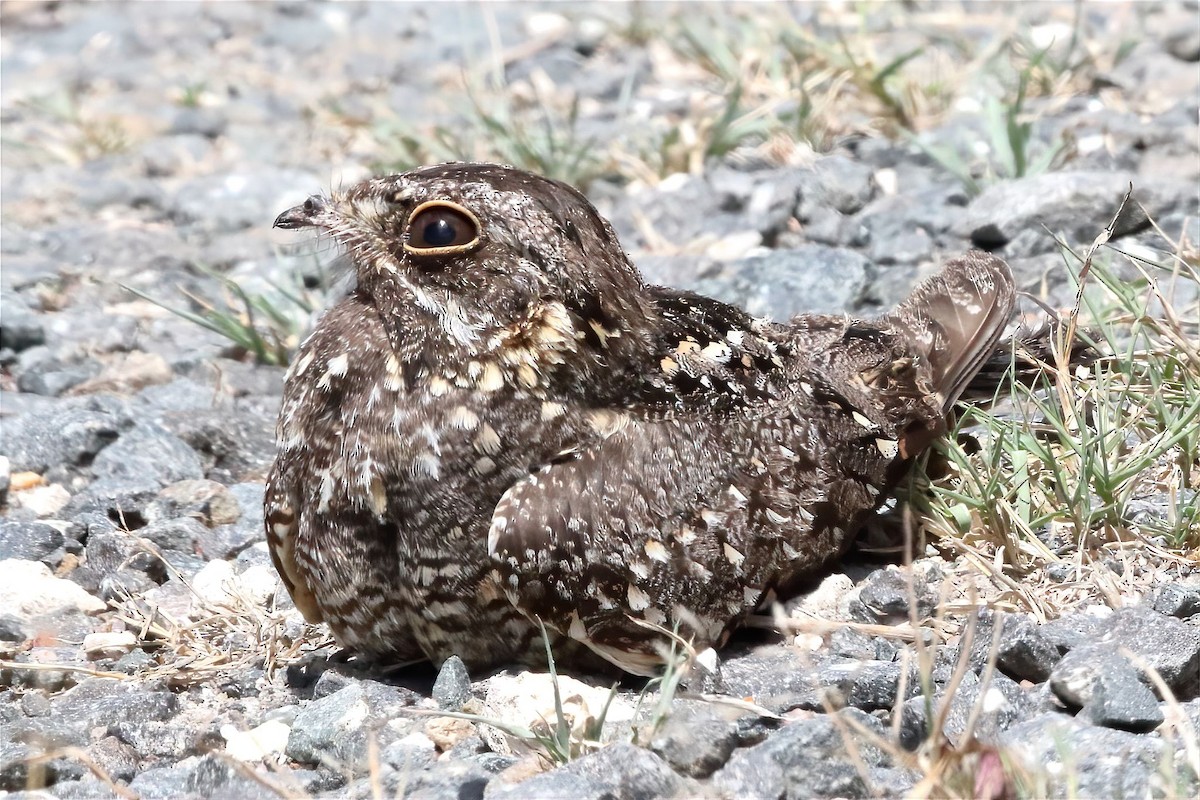 Sombre Nightjar - ML615858652