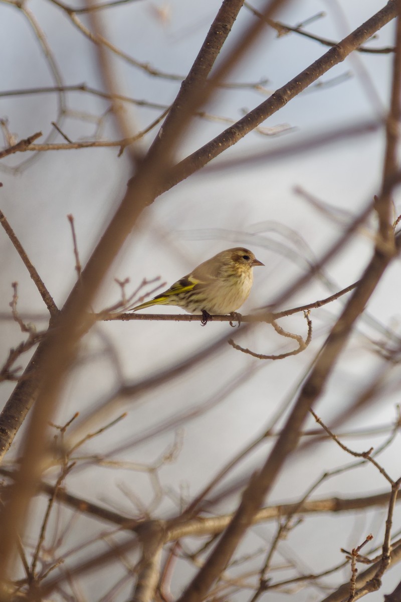 Pine Siskin - ML615858654