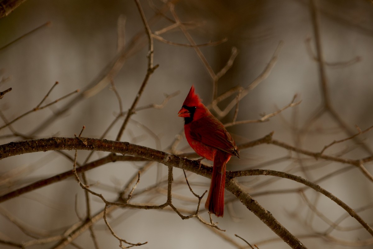 Northern Cardinal - ML615858658