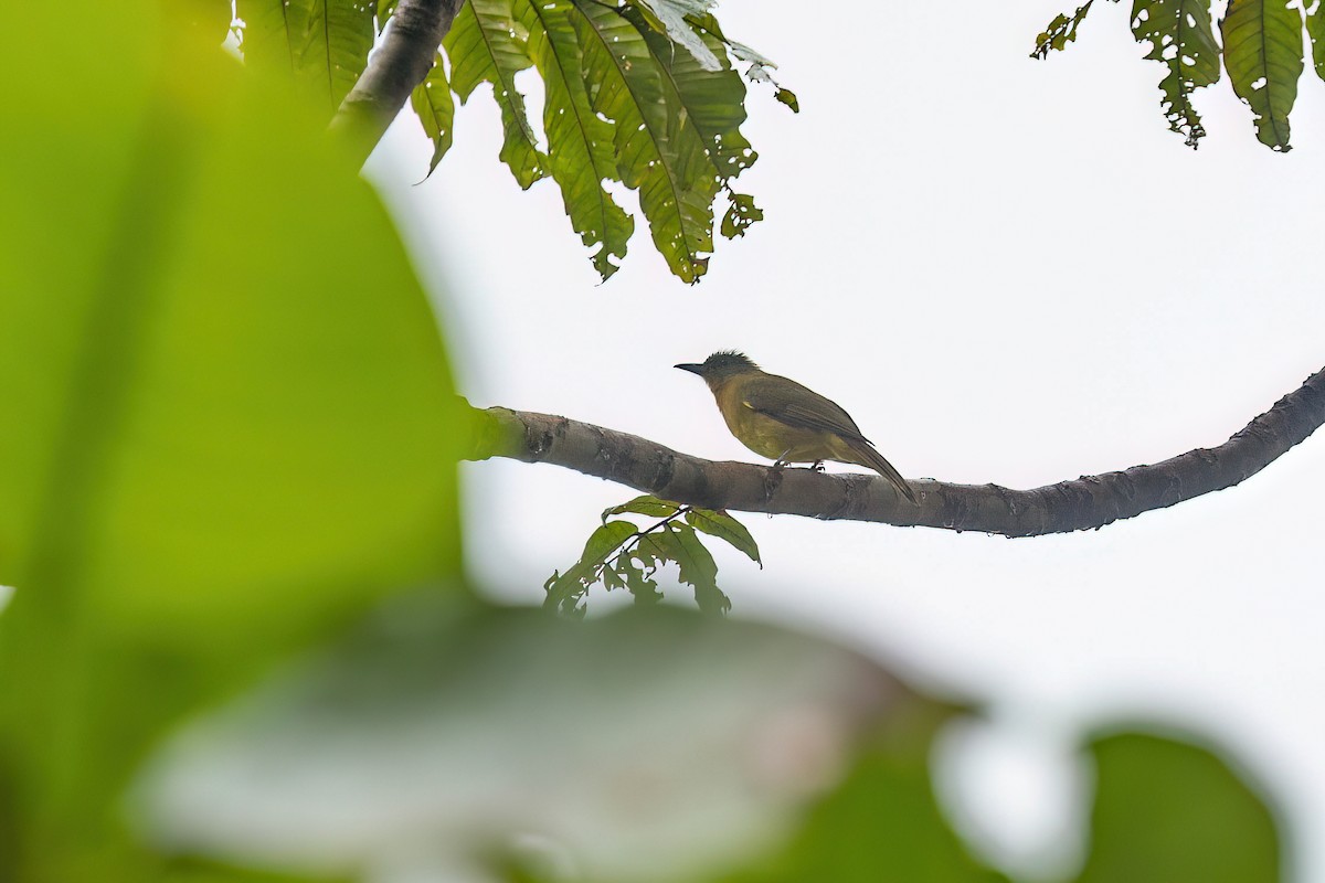 Yellowish Bulbul - ML615858665