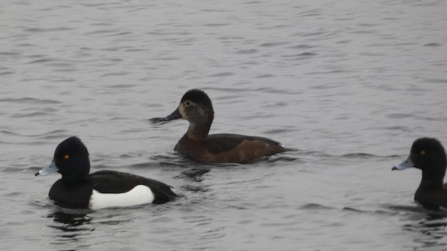 Ring-necked Duck - ML615858676