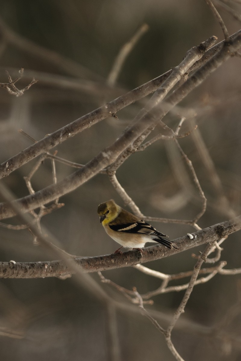 American Goldfinch - ML615858682