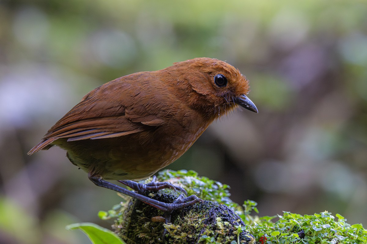 Chami Antpitta - Yann Muzika