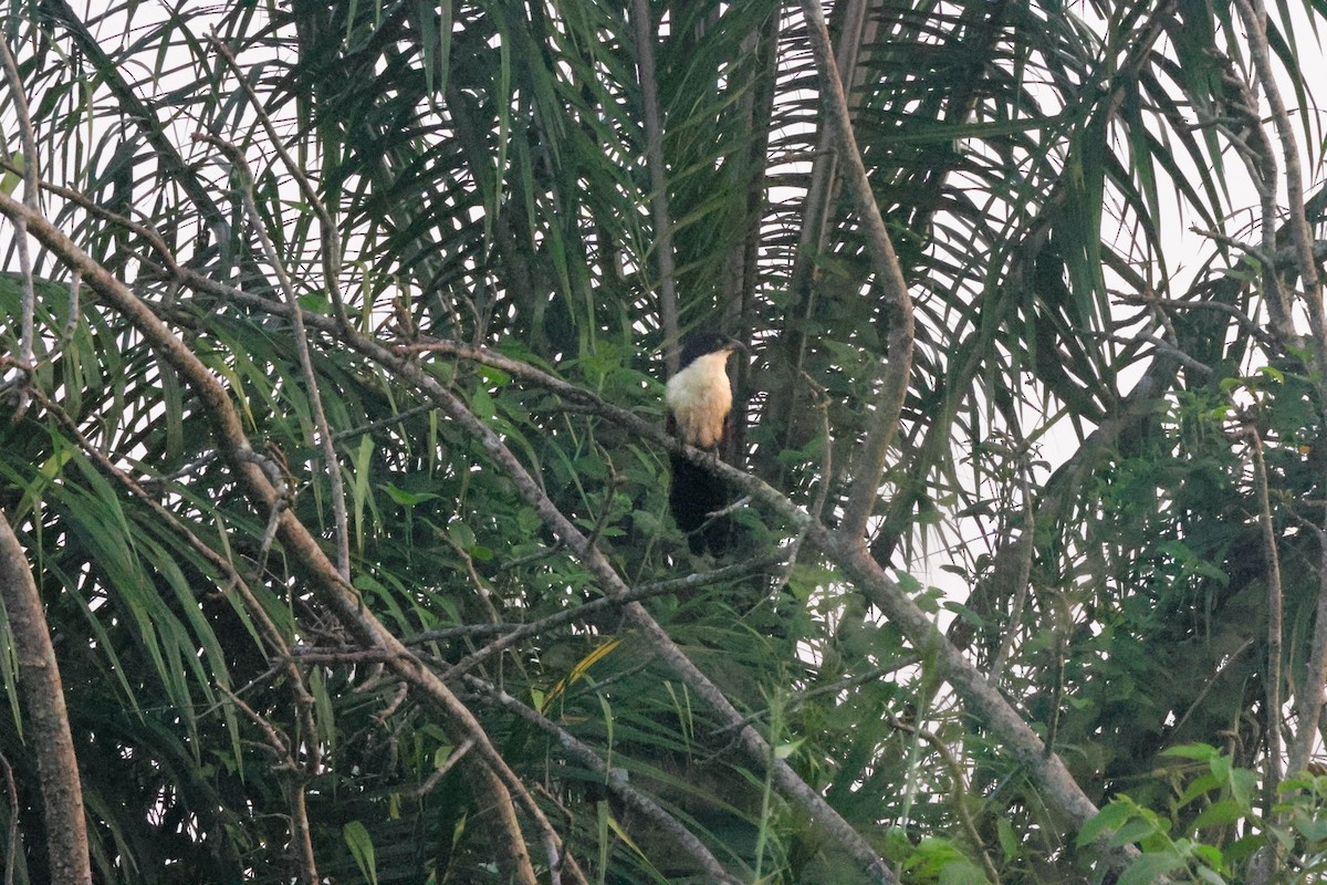 Blue-headed Coucal - ML615858717