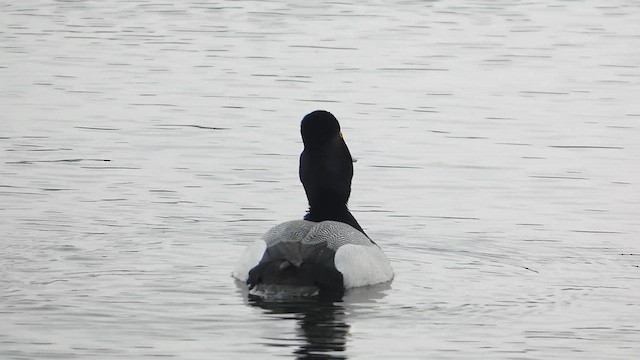 Lesser Scaup - ML615858732