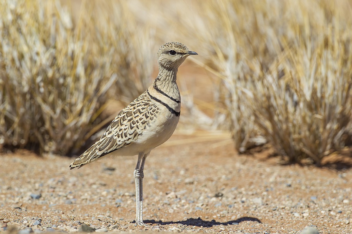 Double-banded Courser - Giovanni Conca
