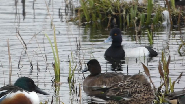 Lesser Scaup - ML615858782