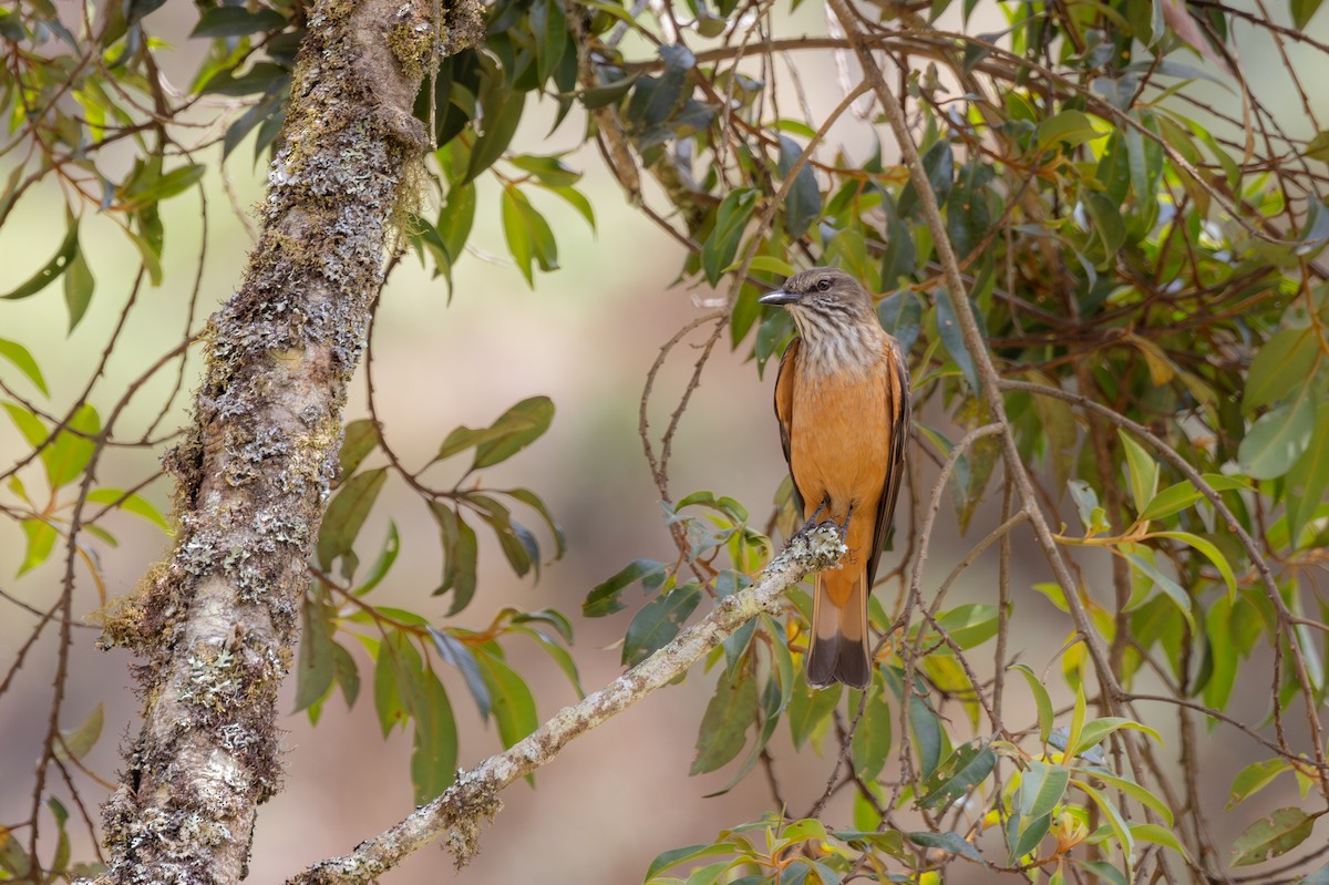 Streak-throated Bush-Tyrant - ML615858785