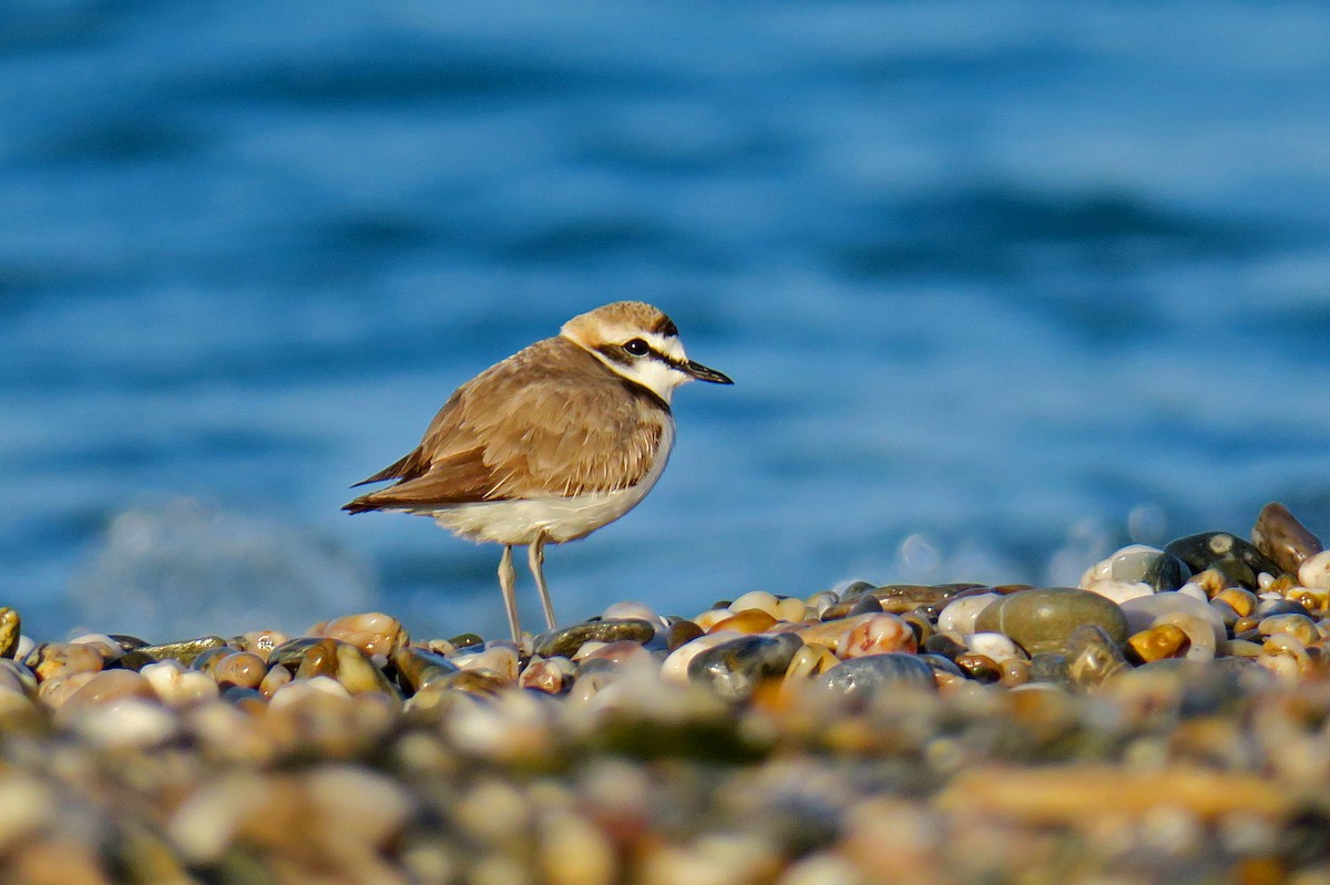 Kentish Plover - ML615858787