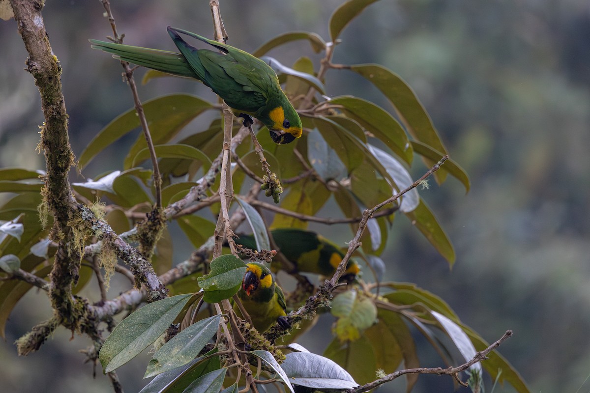 Yellow-eared Parrot - ML615858817