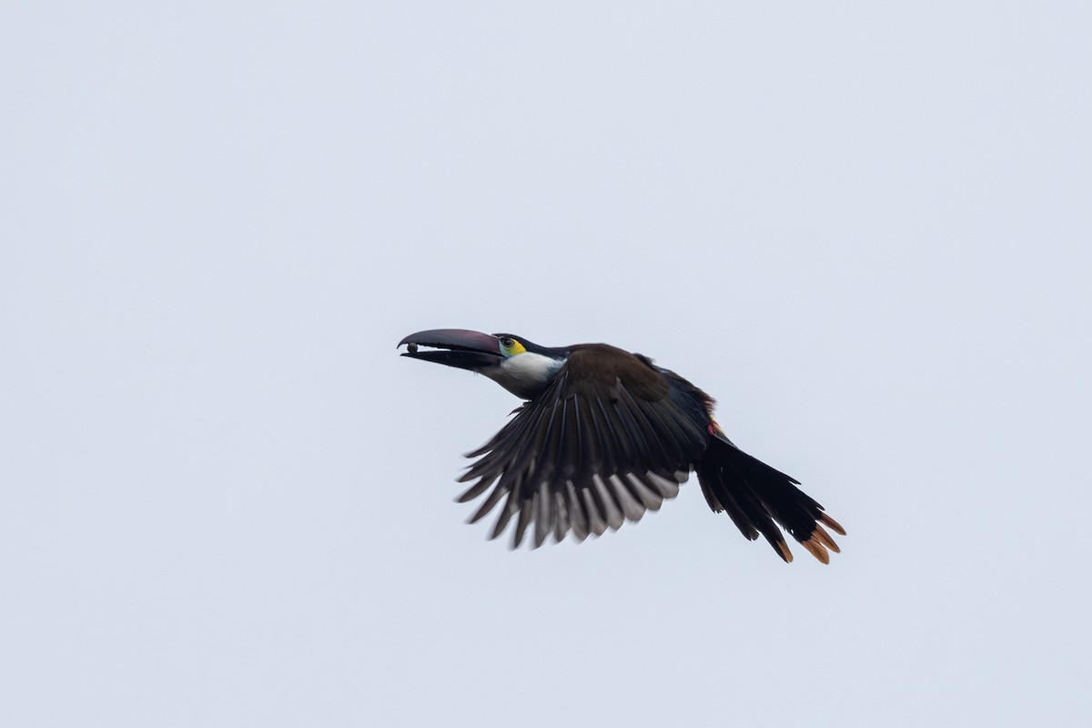 Black-billed Mountain-Toucan - Yann Muzika