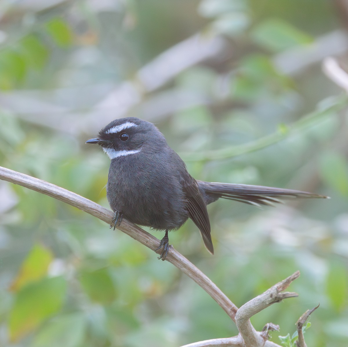 White-throated Fantail - ML615858827