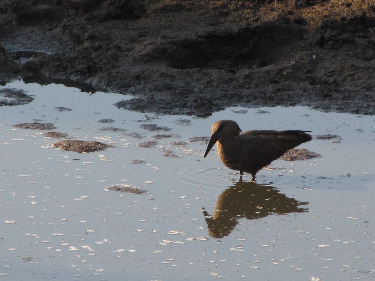 Hamerkop - ML615858892