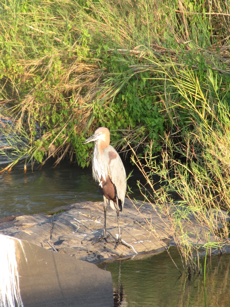 Goliath Heron - ML615858907