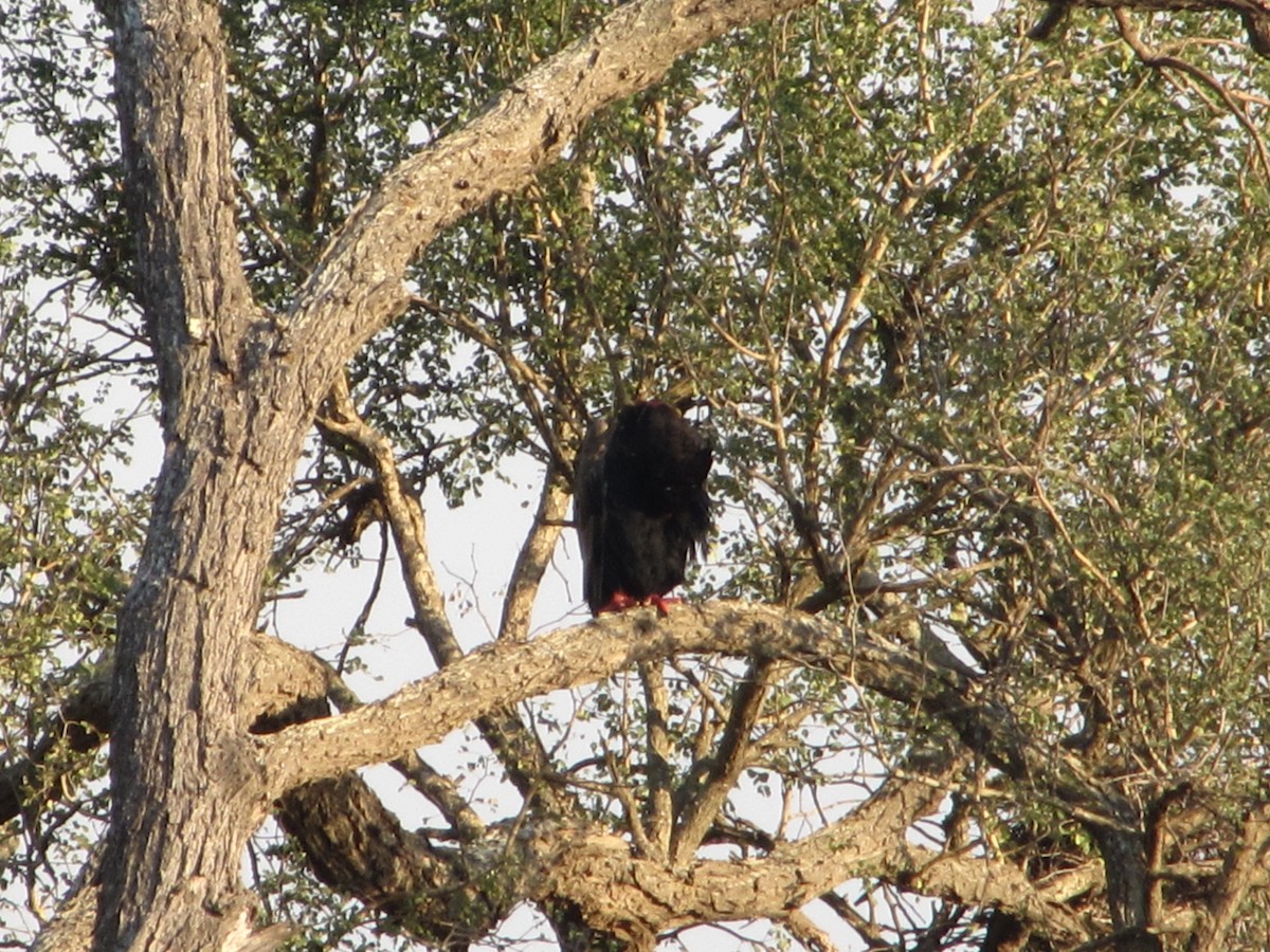 Bateleur des savanes - ML615858909