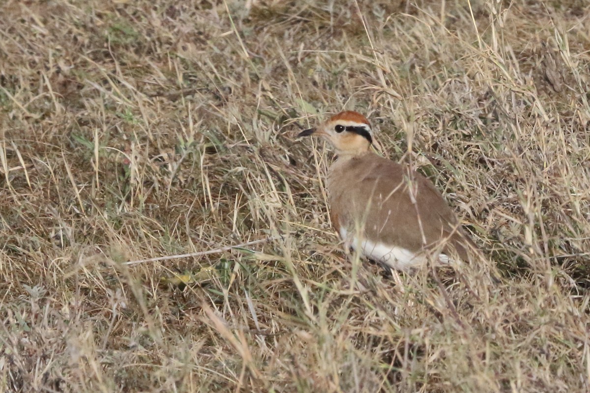 Temminck's Courser - Victor Ikawa