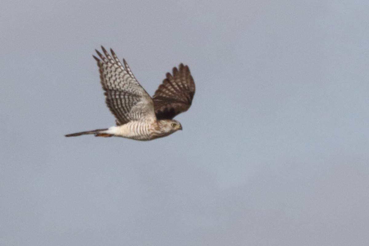 Gabar Goshawk - Victor Ikawa