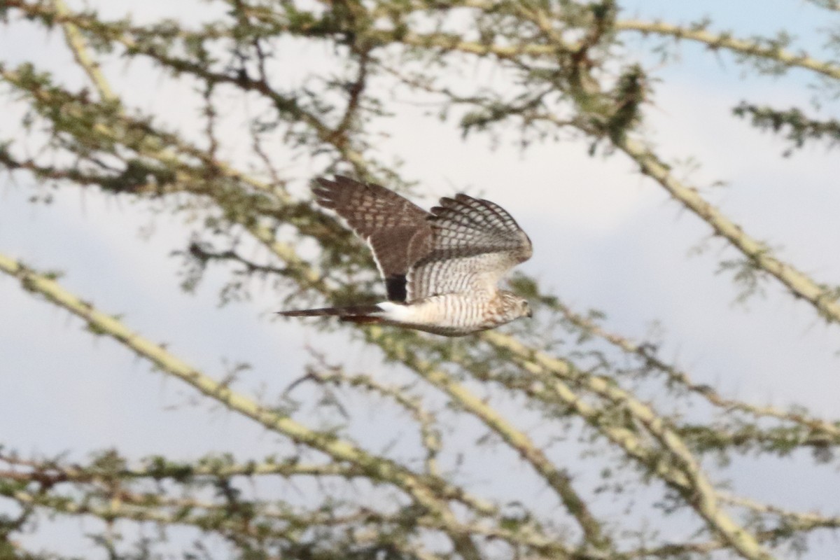 Gabar Goshawk - Victor Ikawa