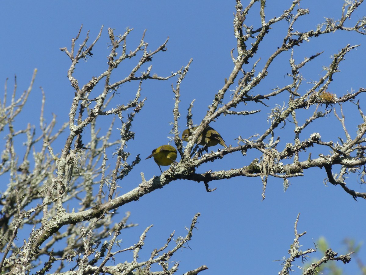 Southern Yellow White-eye - ML615858932