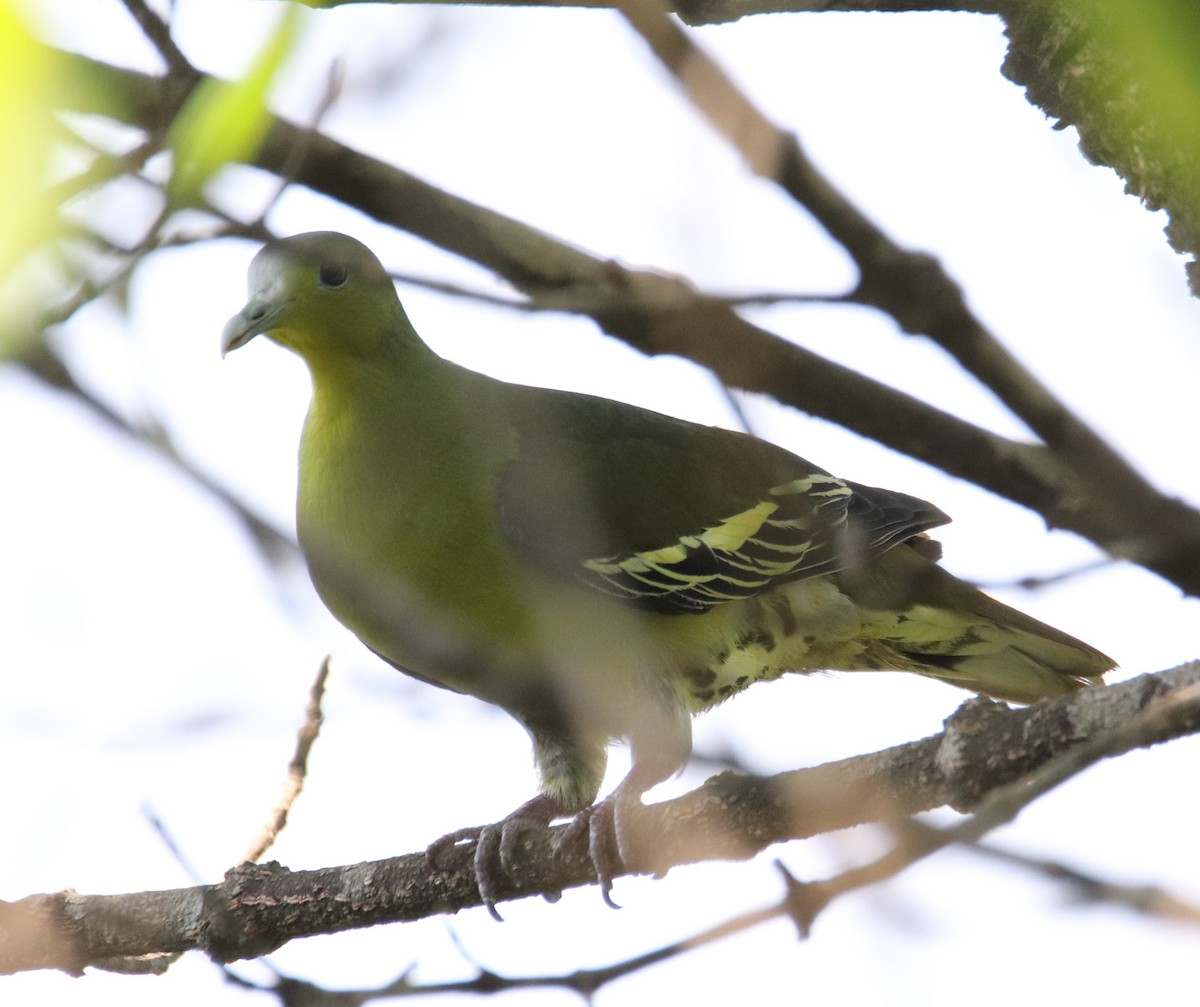 Gray-fronted Green-Pigeon - Adv Firoj Tamboli