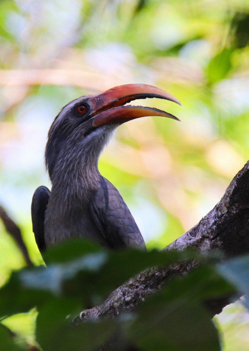 Malabar Gray Hornbill - ML615858988